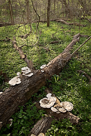 0407shroom_9571