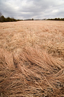 Kansas Landscapes