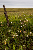 Kansas Landscapes