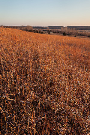 December Grass