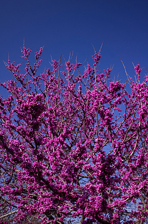 Downtown Redbud