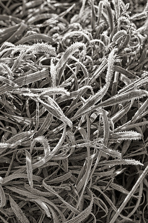 Morning Frost