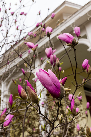 Spring Lips