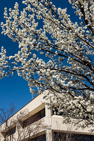 Spring Explosion I