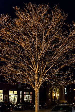 Golden Tree