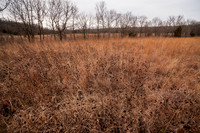 Kansas Landscapes