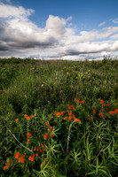 Kansas Landscapes