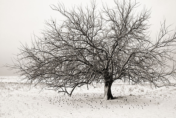 Hedge In Winter