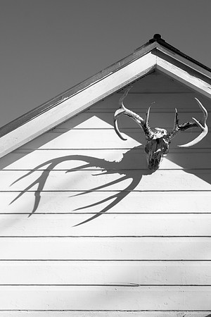 deerskull