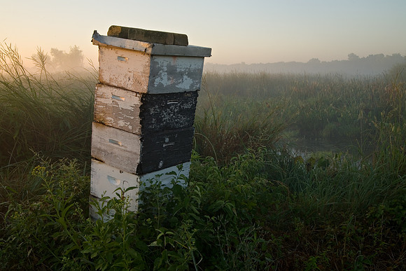 wetlandsbeehive_3306