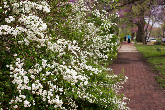 East Lawrence Stroll