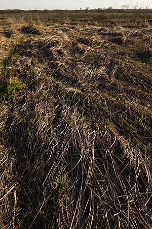 wetlands041116_01