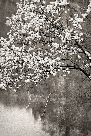 Spring Thunder