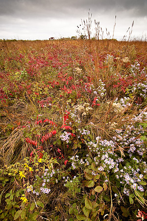 Prairie Colors
